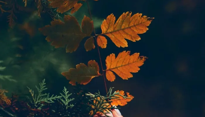 AUTUNNO NATUROPATIA